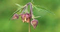 Geum rivale (water avens) Royalty Free Stock Photo