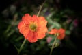 Geum - Scarlett Tempest Rosaceae