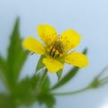 Geum urbanum, also known as wood avens, herb Bennet Royalty Free Stock Photo