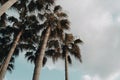 Geumneung Beach palm tree in Jeju island, Korea Royalty Free Stock Photo