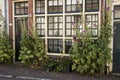 Frontgarden with hollyhocks in Groningen, the Netherlands