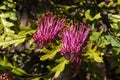 Gevillea \'poorinda royal mantle\' shrub with bright pink-purple flowers Royalty Free Stock Photo