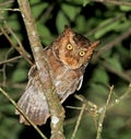 Gevlekte Dwergooruil, Mountain Scops-Owl, Otus spilocephalus