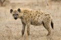 Gevlekte Hyena, Spotted Hyena, Crocuta crocuta Royalty Free Stock Photo