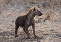 Gevlekte Hyena, Spotted Hyena, Crocuta crocuta Royalty Free Stock Photo