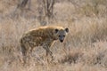 Gevlekte Hyena, Spotted Hyena, Crocuta crocuta Royalty Free Stock Photo