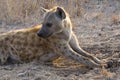 Gevlekte Hyena, Spotted Hyena, Crocuta crocuta Royalty Free Stock Photo