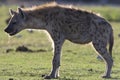 Gevlekte hyena, Spotted Hyena, Crocuta crocuta Royalty Free Stock Photo