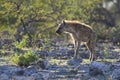 Gevlekte hyena, Spotted Hyena, Crocuta crocuta Royalty Free Stock Photo