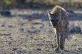 Gevlekte hyena, Spotted Hyena, Crocuta crocuta Royalty Free Stock Photo