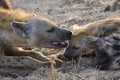 Gevlekte Hyena, Spotted Hyena, Crocuta crocuta Royalty Free Stock Photo