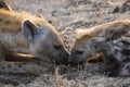 Gevlekte Hyena, Spotted Hyena, Crocuta crocuta Royalty Free Stock Photo