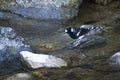 Gevlekte Vorkstaart, Spotted Forktail, Enicurus maculatus