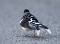 Gevlekte Vorkstaart, Spotted Forktail, Enicurus maculatus