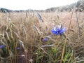 Gewone Korenbloem, Cornflower, Centaurea cyanus