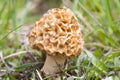 Gewone morielje, Common morel, Morchella esculenta