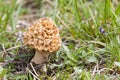 Gewone morielje, Common morel, Morchella esculenta