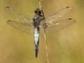 Gewone oeverlibel, Black-tailed Skimmer, Orthetrum cancellatum