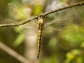 Gewone oeverlibel, Black-tailed Skimmer, Orthetrum cancellatum