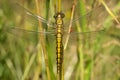 Gewone oeverlibel, Black-tailed Skimmer, Orthetrum cancellatum