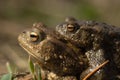 Gewone Pad; Common Toad; Bufo bufo Royalty Free Stock Photo