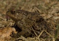 Gewone Pad; Common Toad; Bufo bufo