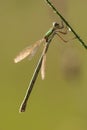 Gewone pantserjuffer, Common Spreadwing, Lestes sponsa