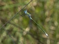 Gewone Pantserjuffer, Emerald Damselfly, Lestes sponsa Royalty Free Stock Photo