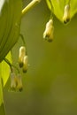 Gewone salomonszegel, Solomon's seal, Polygonatum multiflorum