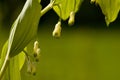 Gewone salomonszegel, Solomon's seal, Polygonatum multiflorum