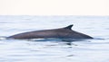 Gewone vinvis, Fin whale, Balaenoptera physalus