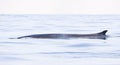 Gewone vinvis; Fin whale; Balaenoptera physalus