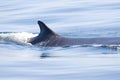 Gewone vinvis, Fin whale, Balaenoptera physalus