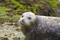 Gewone Zeehond, Harbor Seal, Phoca vitulina richardsi