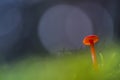 Gewoon vuurzwammetje, vermilion waxcap, Hygrocybe miniata