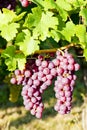 Gewurztraminer Royalty Free Stock Photo