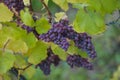 Gewurztraminer grape bunches, Alsace, vendange time, France