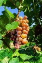 Gewurztraminer grape bunches on the sun