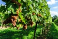 Gewurztraminer grape bunches on the sun