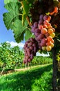 Gewurztraminer grape bunches on the sun