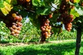 Gewurztraminer grape bunches on the sun