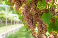 Gewurztraminer grape variety. The origins of gewurztraminer seem to be found in the Alto Adige region of Italy and focus, unsurpri