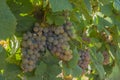 Gewurztraminer Grapes in Vineyard Okanagan Kelowna British Columbia Canada