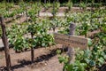 GEWURZTRAMINER Wine sign on vineyard. Vineyard landcape