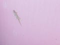 Geyco lizard is crawling on the color wall Royalty Free Stock Photo