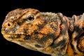 GeyrÃ¢â¬â¢s Spiny-tailed Lizard Uromastyx geyri Royalty Free Stock Photo