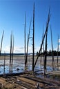 Geyser Devastation in Yellowstone