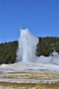 Geyser spews into the air with boiling water and steam