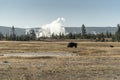 Geysers and Buffalo near Firehole River Yellowstone National Park Royalty Free Stock Photo