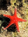 Gghardaqa sea star